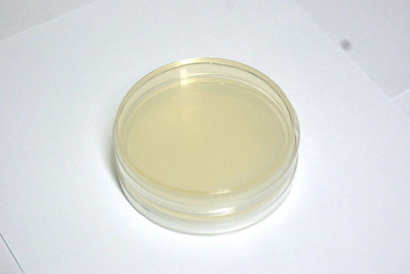 琼脂平板.jpg 琼脂平板.jpg